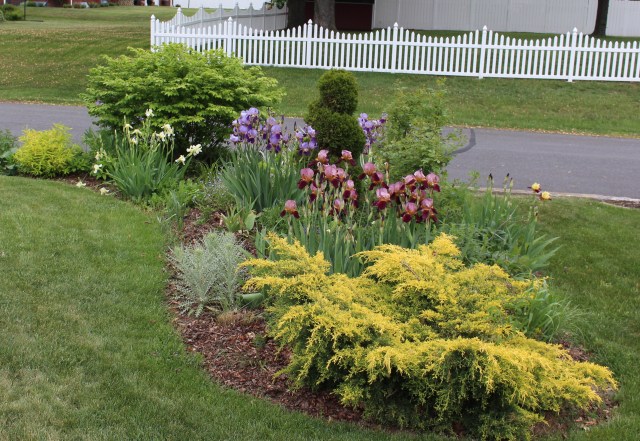 mixed border with historic bearded iris