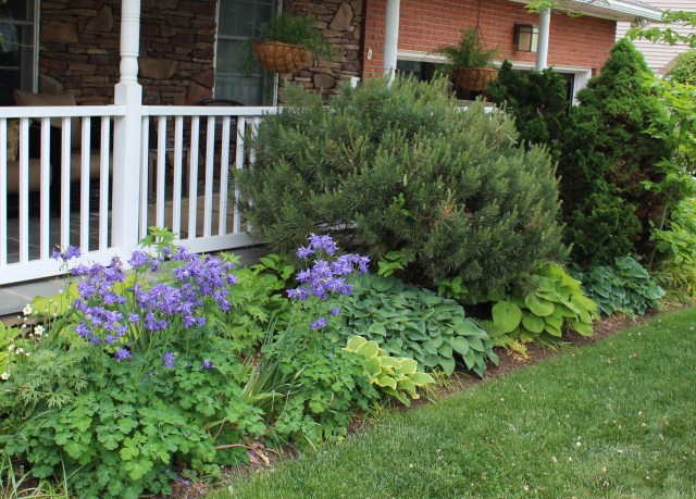 blue columbine with hosta
