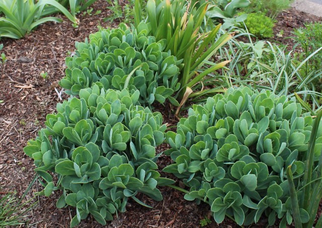 spring clumps of sedum spectabile 
