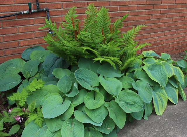 hosta frances Williams seedlings