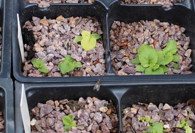 primula polyanthus seedlings