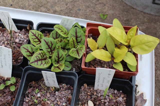 rumex sanguineus seedlings with 'sunny side up' pokeweed