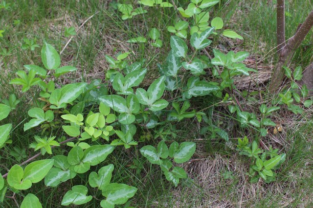 Japanese clematis Clematis terniflora foliage