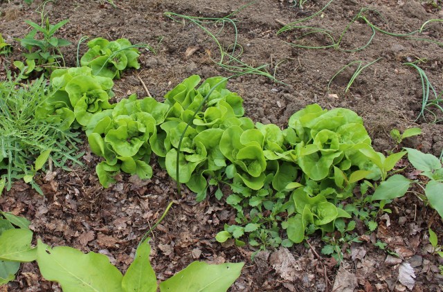 self sown lettuce seedlings