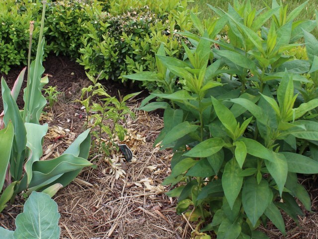 garden phlox with spider mites