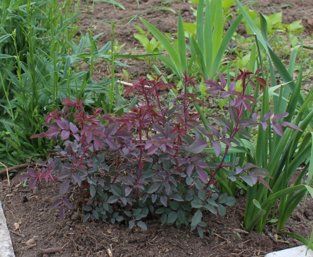 rosa glauca seedling