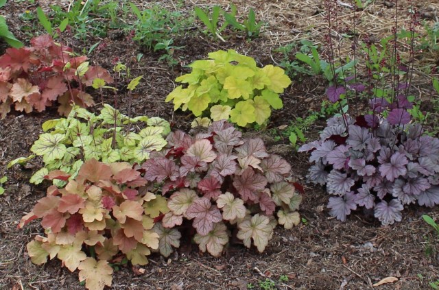 mixed heuchera planting