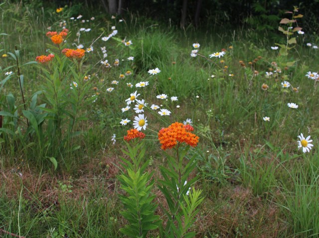 meadow planting asclepias tuberosa