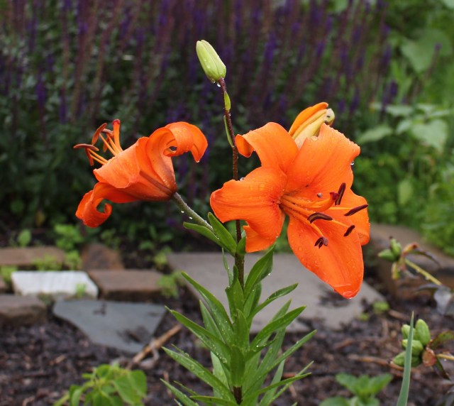 liberty hyde bailey lily