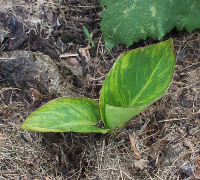 canna virus