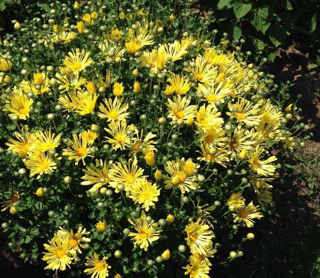 mammoth yellow quill chrysanthemum