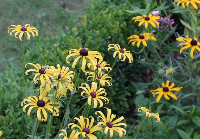 rudbeckia hirta light yellow