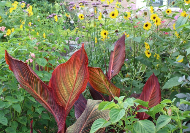 healthy canna tropicana