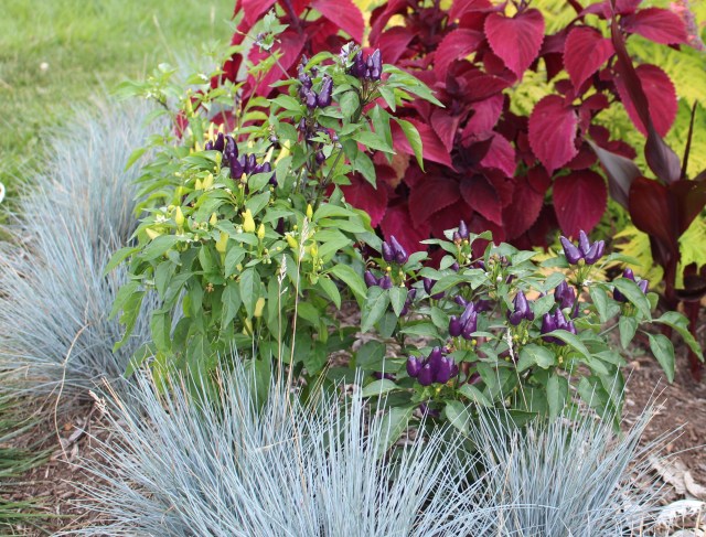 pepper masquerade seedlings