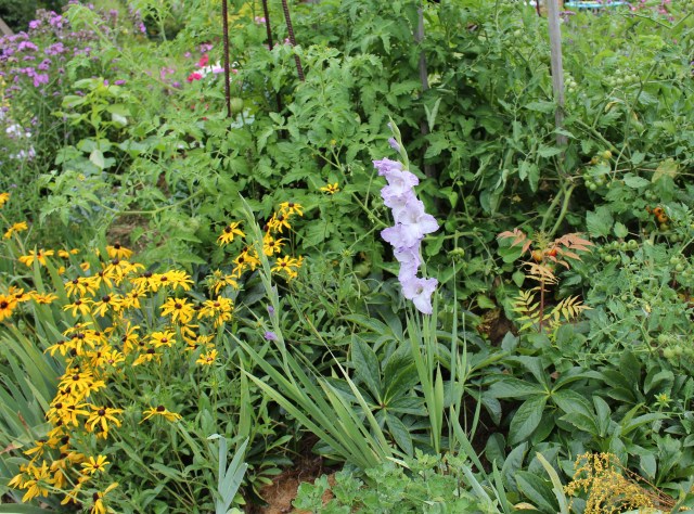 winter hardy gladiolus