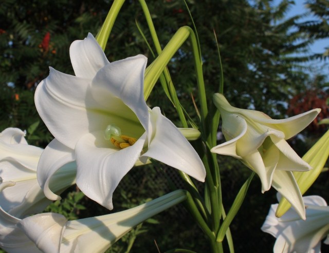 lilium formosanum