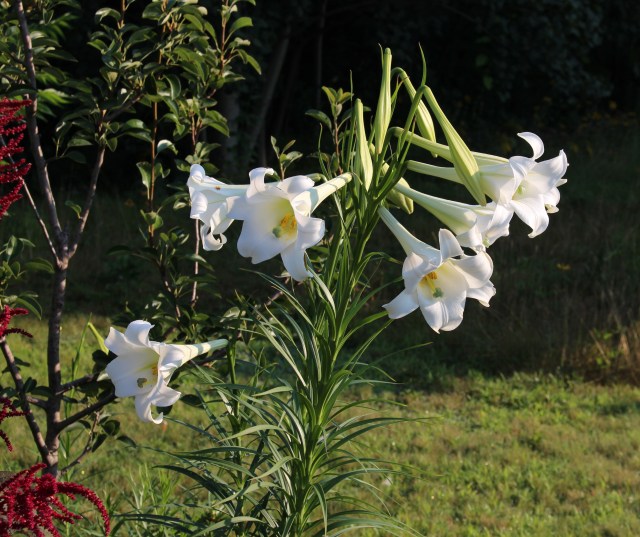 lilium formosanum