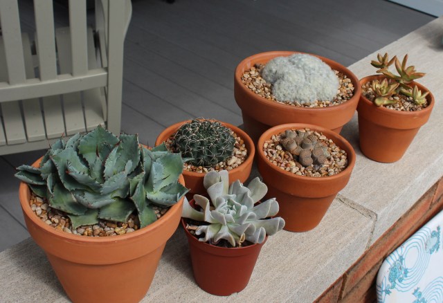potted succulents