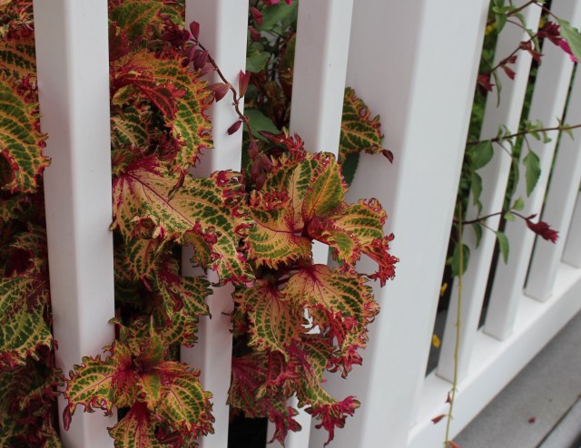 coleus in deck planters