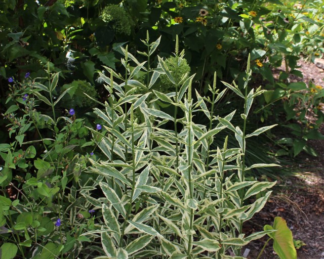 Physostegia virginiana 'Variegata' 