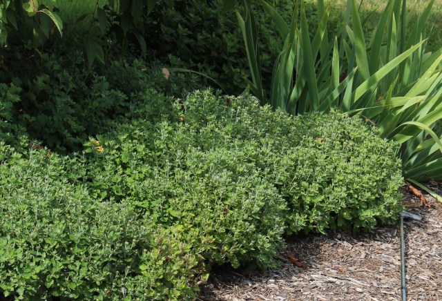 chrysanthemum foliage