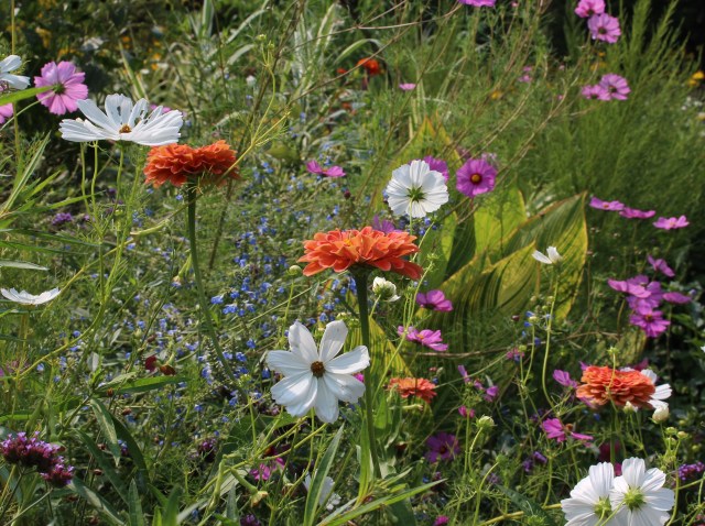 chanticleer summer flowers
