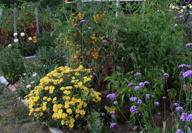 hardy chrysanthemums