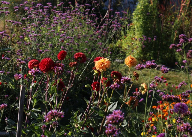 dahlias and verbena