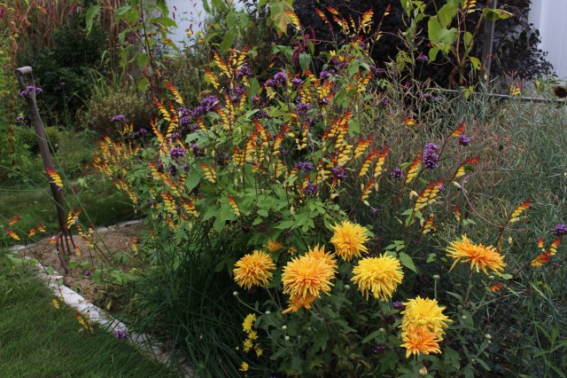 Ipomoea lobata Spanish flag
