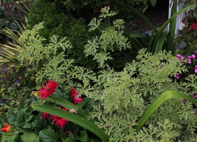 lady plymouth geranium