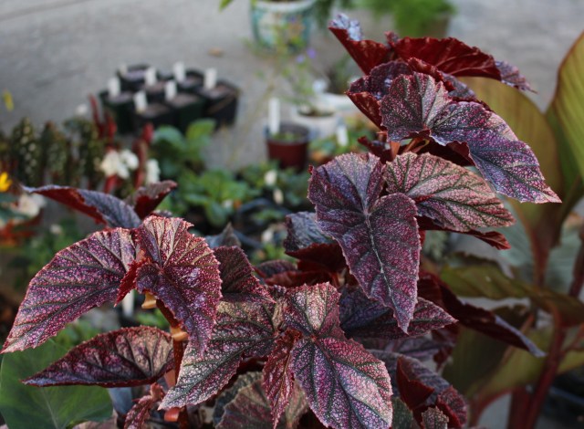 pink speckled cane begonia