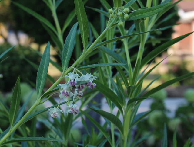 Gomphocarpus physocarpus flowers milkweed