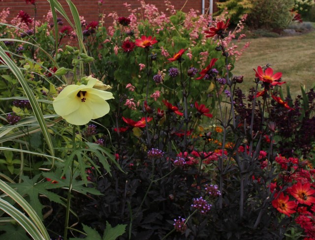 Abelmoschus Manihot dahlia happy single flame