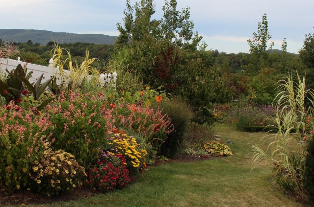 peach salvia annaul planting