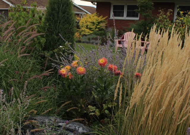 dahlia in mixed perennial border