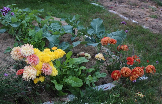 football chrysanthemums