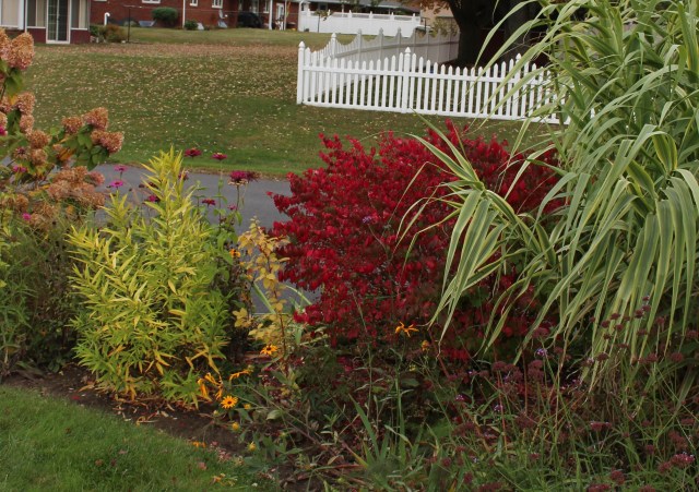 invasive burning bush
