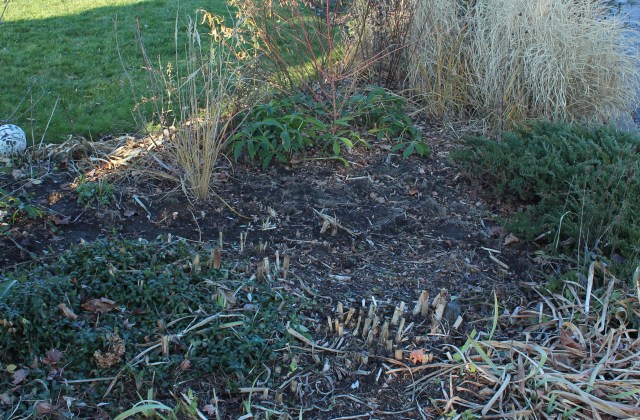 removing invasive burning bush