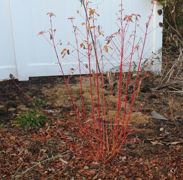 dogwood cornus midwinter fire