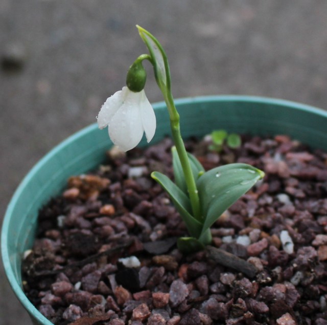 Galanthus elwesii var. monostictus Hiemalis Group ex Montrose