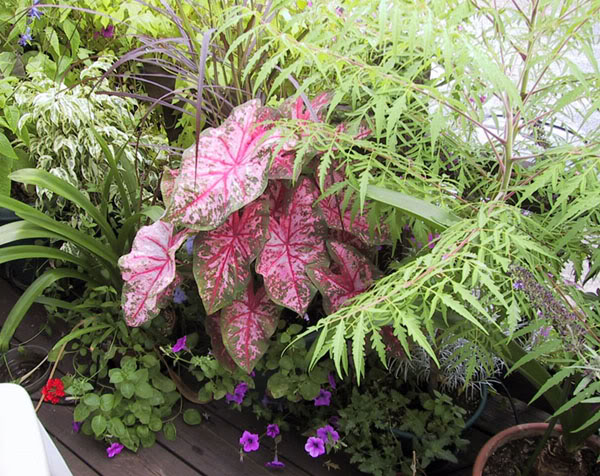 pink caladium tropical plants