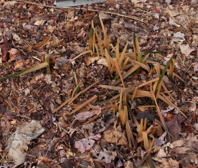 freeze damaged daffodils