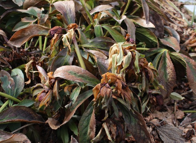 freeze damage hellebore
