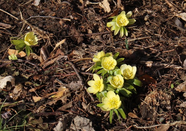 winter aconite