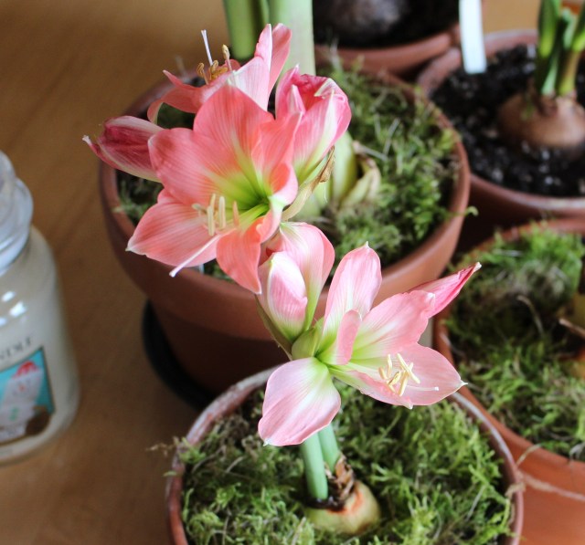 Belladonna mini amaryllis