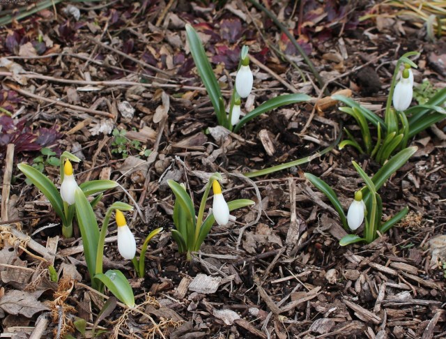 wendys gold Gerald parker galanthus