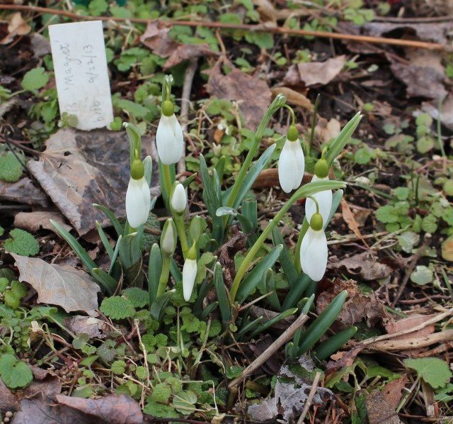 galanthus magnet snowdrop