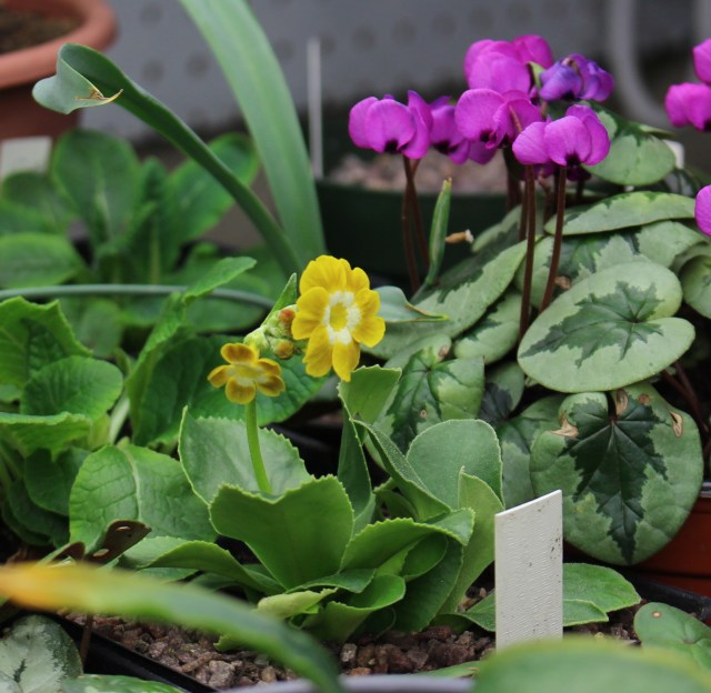 auricula under grow lights
