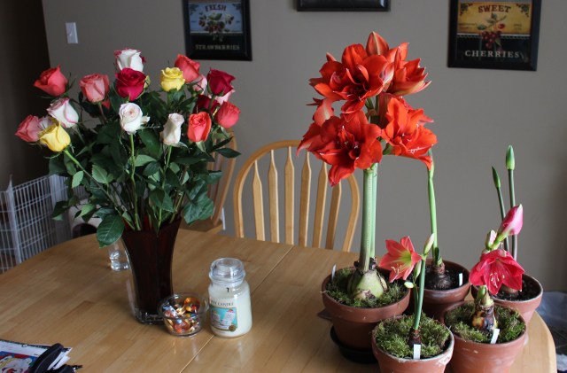 double amaryllis red peacock