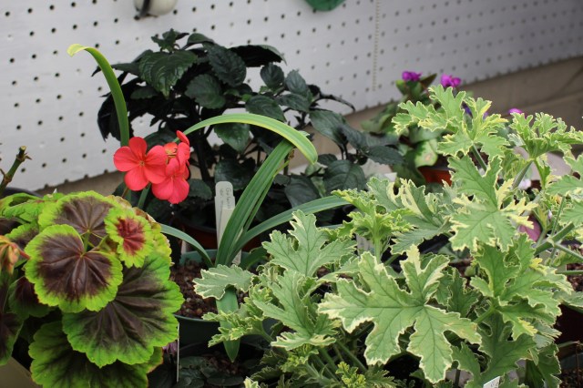 pelargonium foliage color
